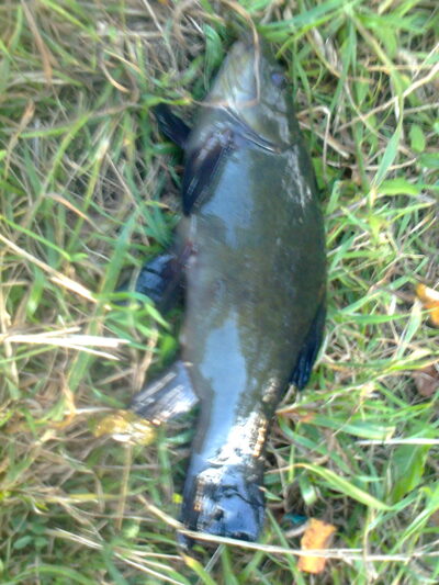 Tench — Pakumulšių I-asis