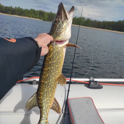 Northern Pike, 2.4 kg — Avilys