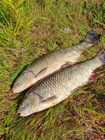 chub ×2 — Neman River