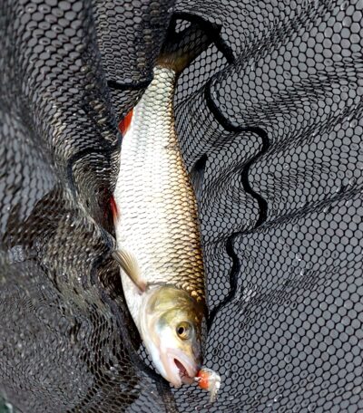 chub — Šventoji