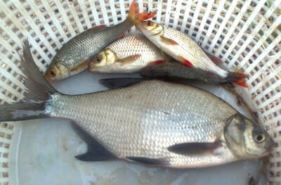 Carp bream — Pakumulšių II-asis