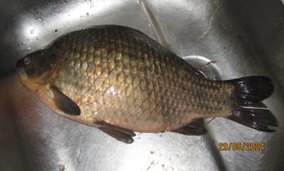 Prussian carp, 1.4 kg — Pakumulšių I-asis