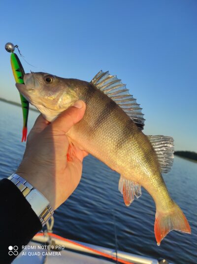 Eurasian perch, 0.5 kg — Kaunas reservoir