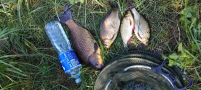 Prussian carp ×2