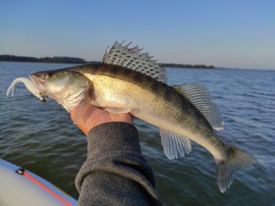 Pike perch — Kaunas reservoir