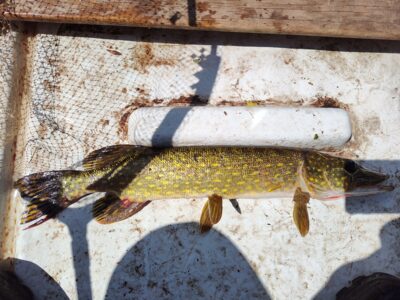 Northern Pike — Sartai