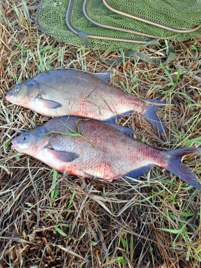 Carp bream ×2 — Neman River