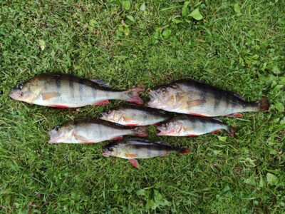 Eurasian perch ×6 — Sartai