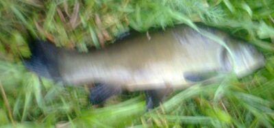 Tench — Pakumulšių I-asis