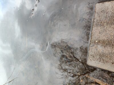 European eel — Sartai