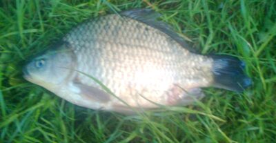 Prussian carp, 0.6 kg — Pakumulšių I-asis