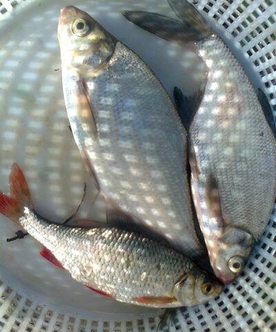 Silver Bream ×2 — Pakumulšių II-asis