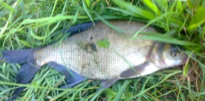 Carp bream — Pakumulšių I-asis