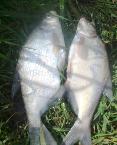 Carp bream ×2 — Pakumulšių II-asis