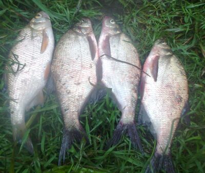Carp bream ×3 — Pakumulšių II-asis