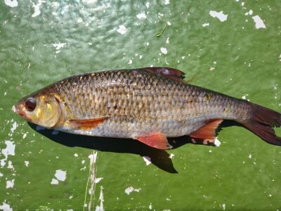 Roach — Zalvė