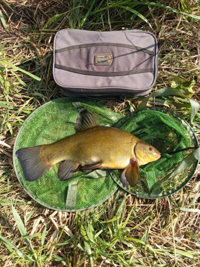 Tench, 1.2 kg — Lėvuo
