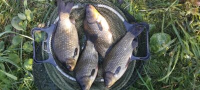 Prussian carp ×4