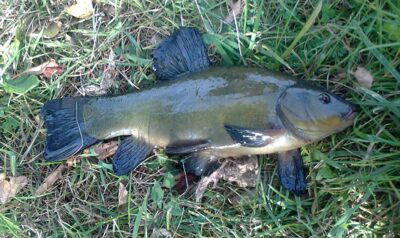 Tench, 0.7 kg — Pakumulšių I-asis