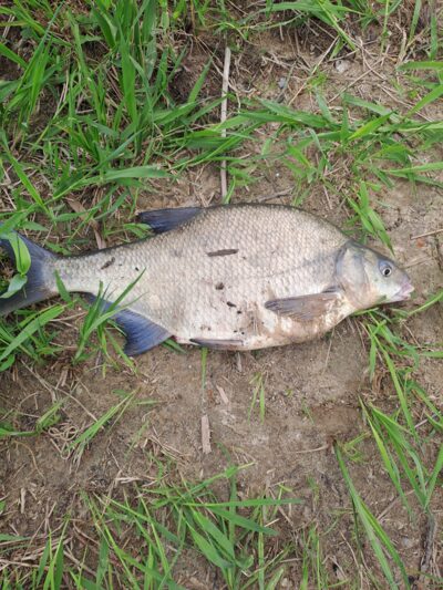 Carp bream, 2.4 kg — Neman River