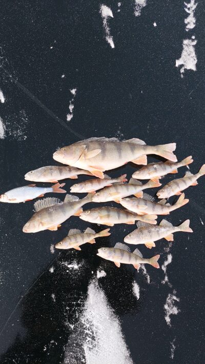 Eurasian perch, 0.8 kg — Baltis