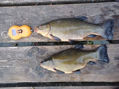 Tench ×2