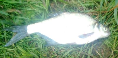 Carp bream — Pakumulšių II-asis