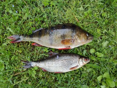 Eurasian perch — Zalvė
