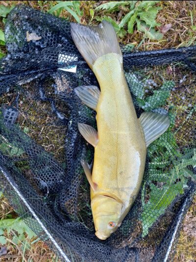 Tench, 1.0 kg