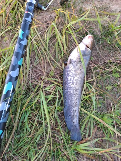 Wels catfish — Neman River