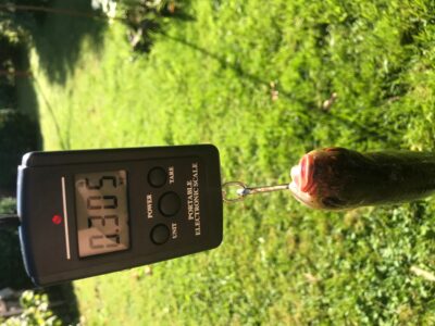 Roach, 0.3 kg
