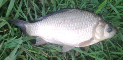 Prussian carp — Pakumulšių II-asis