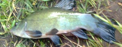 Tench — Pakumulšių I-asis
