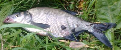 Carp bream — Pakumulšių I-asis