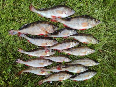 Eurasian perch — Sartai