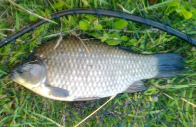 Prussian carp, 1.4 kg — Pakumulšių I-asis
