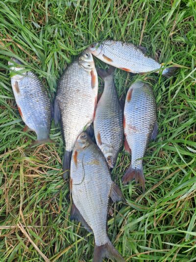 Silver Bream ×6 — Neman River