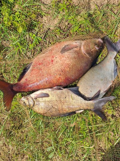 Carp bream ×3 — Neman River