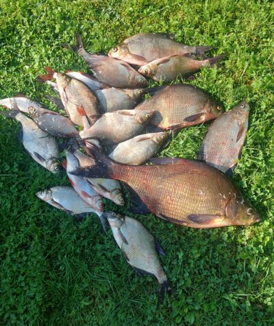 Carp bream, 2.0 kg — Stirniai