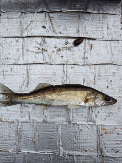 Pike perch — Sartai