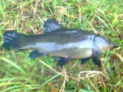Tench, 0.8 kg — Pakumulšių I-asis
