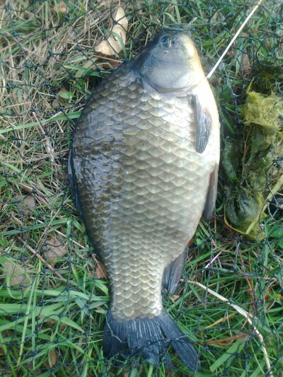 Prussian carp, 1.4 kg — Pakumulšių I-asis
