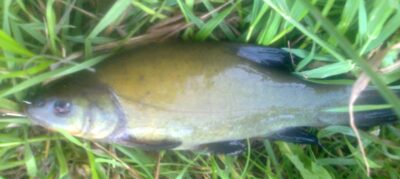 Tench — Pakumulšių I-asis