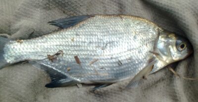 Silver Bream — Pakumulšių II-asis