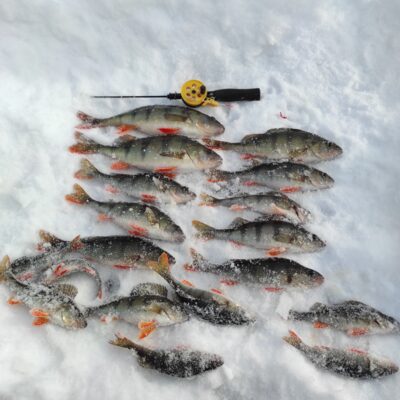 Eurasian perch — Luodis