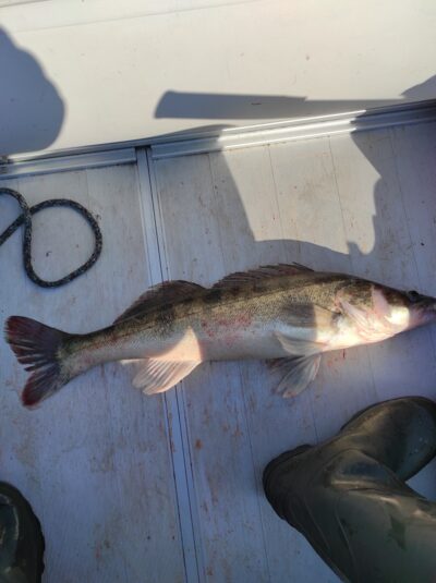 Pike perch, 2.1 kg — Kupiškio