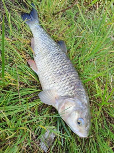 chub ×2 — Neman River