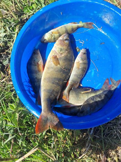 Eurasian perch ×7 — Karklėnų