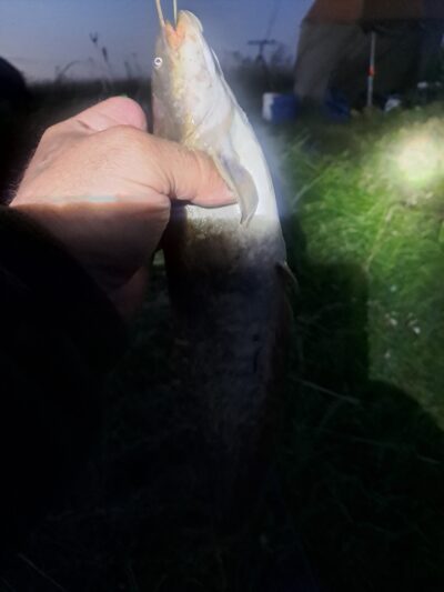 Wels catfish — Neman River