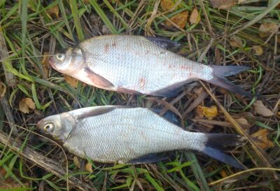 Carp bream ×2 — Pakumulšių II-asis